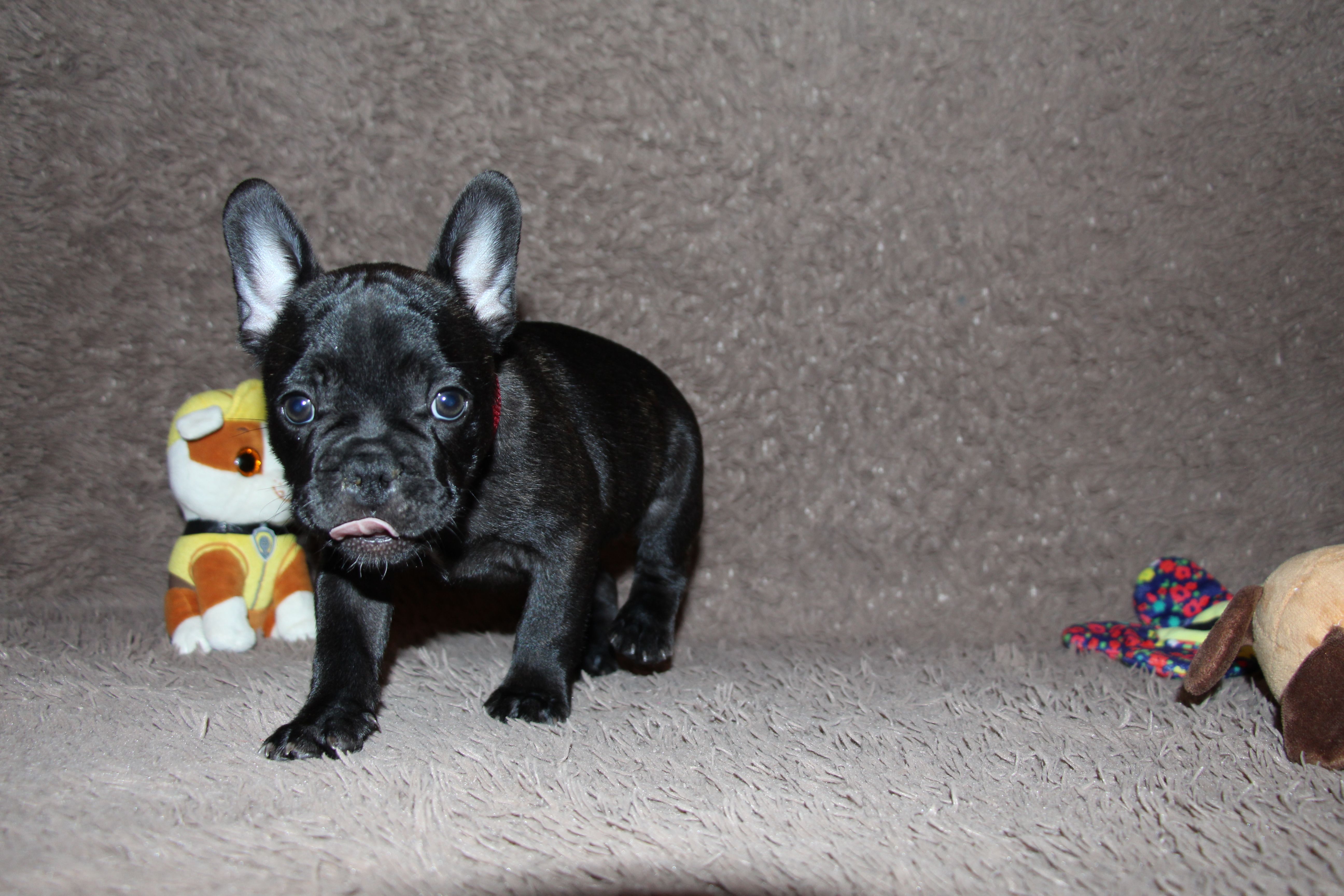 <svg class='red'></svg> <b>Mini Minnie</b> <svg class='red'></svg>